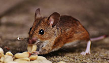 24 Hour & Emergency Exterminators in Rea Valley, AR